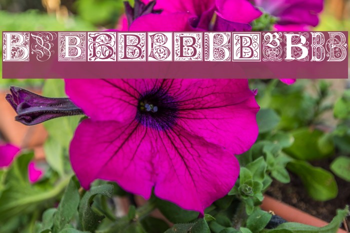 Ornamental Initials B Example 3