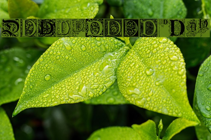 Ornamental Initials D Example 1