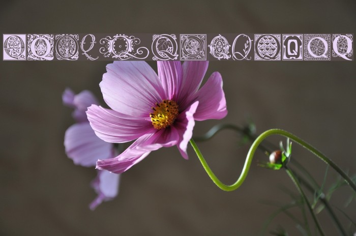 Ornamental Initials Q Font examples