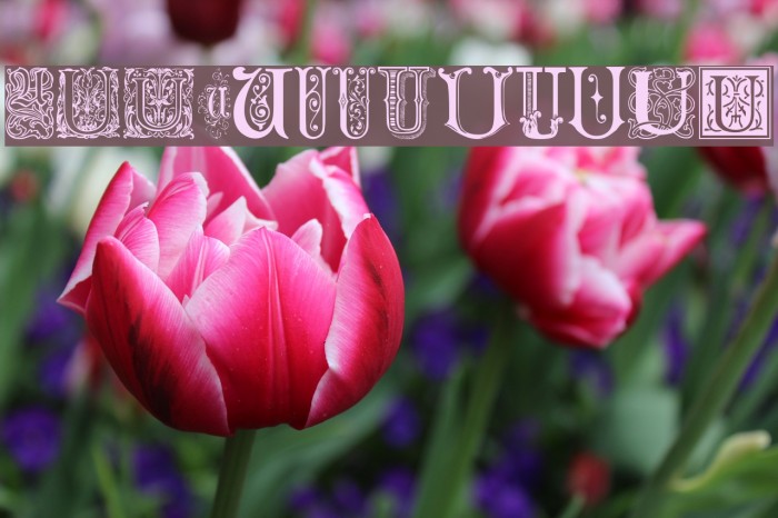 Ornamental Initials U Font examples