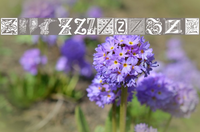 Ornamental Initials Z Font examples