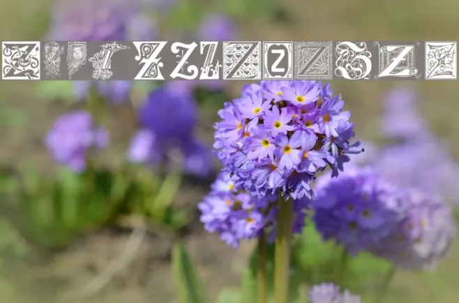 Ornamental Initials Z Example 3