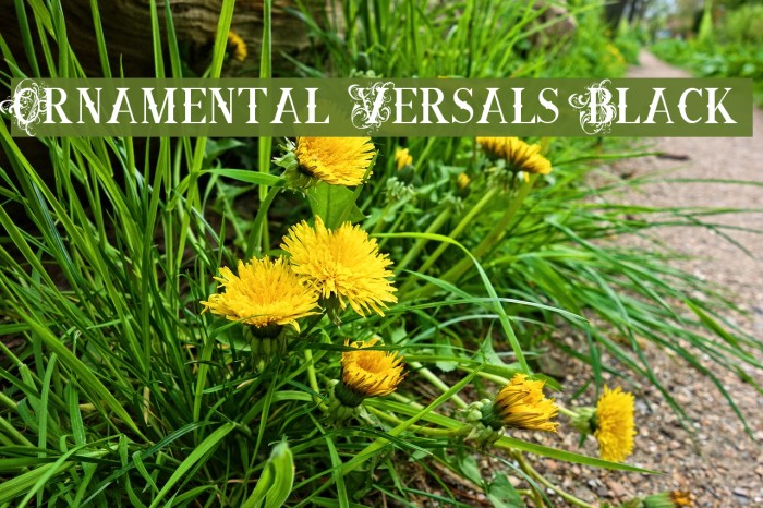 Ornamental Versals Black Font examples