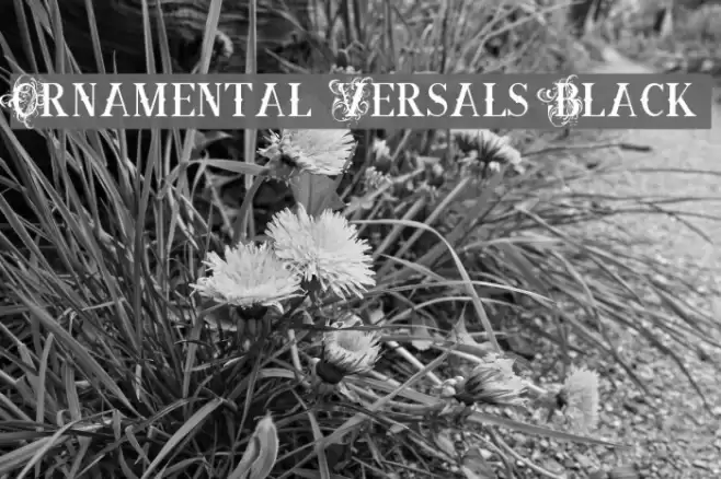 Ornamental Versals Black Caratteri examples