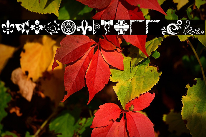 Ornaments Salad Example 1