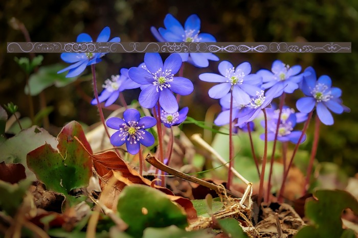 Ornametss tfb Example 1