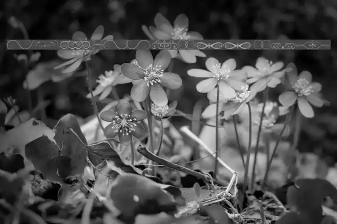 Ornametss tfb Font examples