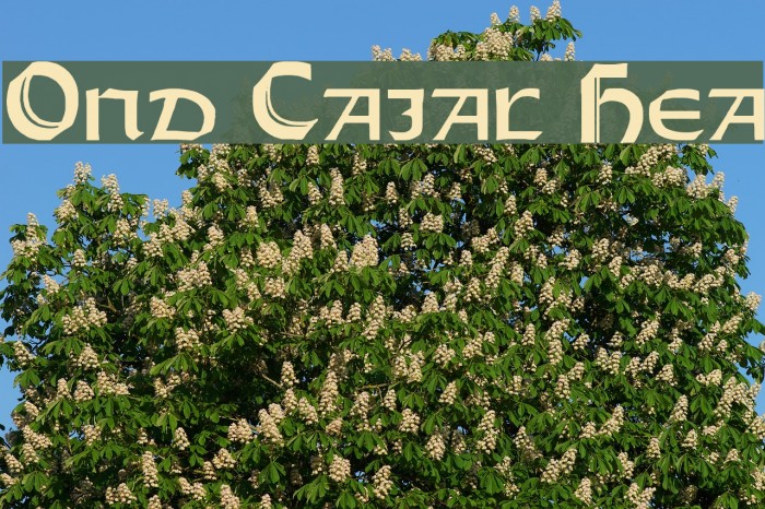 Orotund Capitals Heavy Font examples