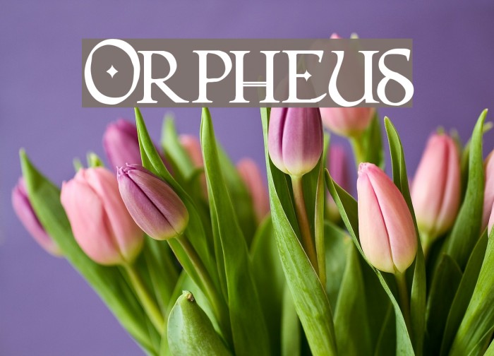 Orpheus Font examples
