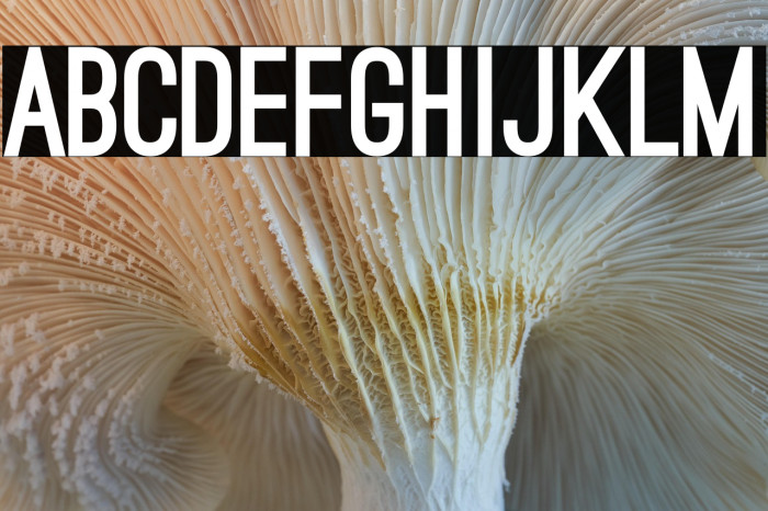 Ostrich Sans Black Example 1