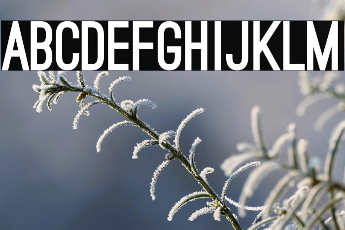 Ostrich Sans Black Example 3