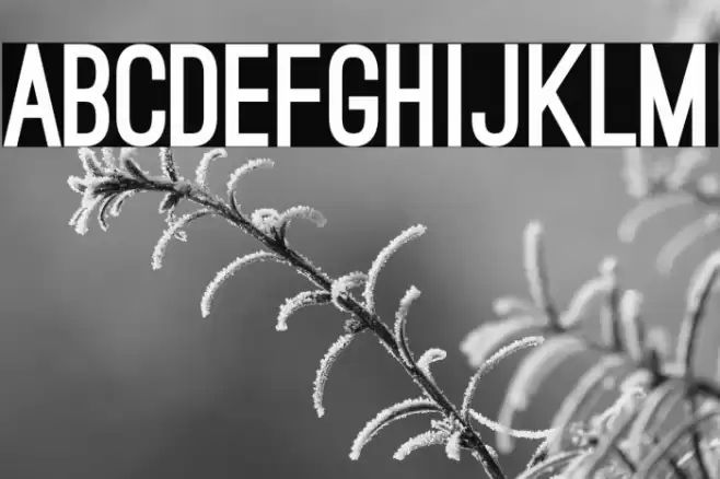 Ostrich Sans Black Font examples