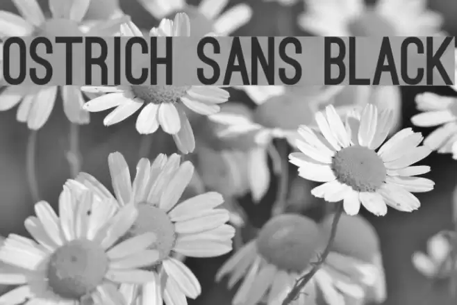 Ostrich Sans Black Font examples