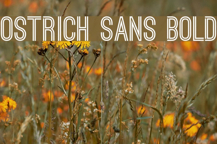 Ostrich Sans Bold Font examples