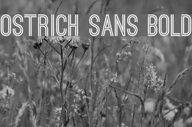 Ostrich Sans Bold Font examples