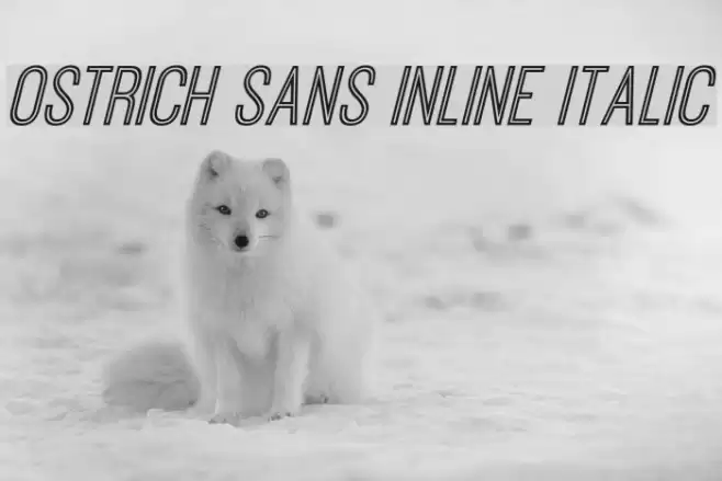 Ostrich Sans Inline Italic Font examples