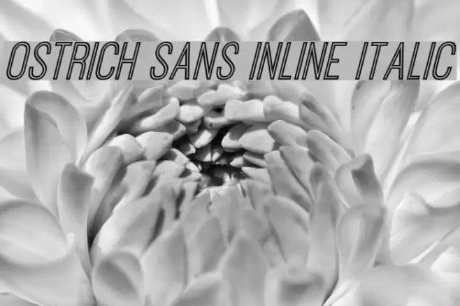 Ostrich Sans Inline Italic Font examples
