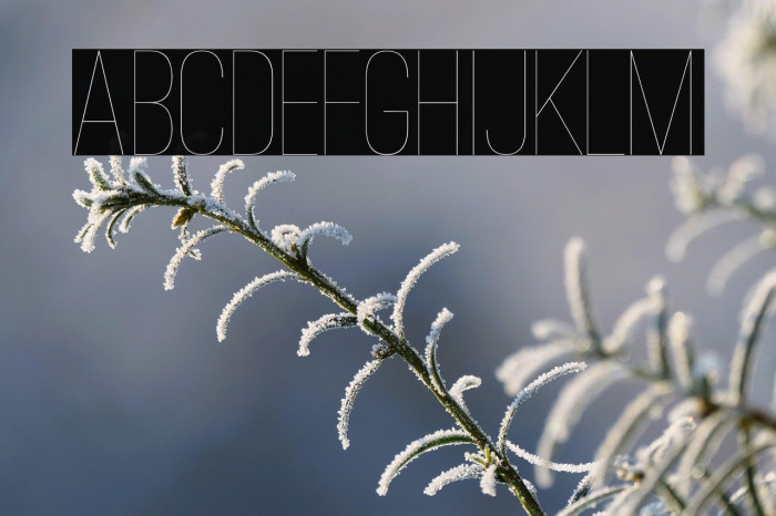 Ostrich Sans Light Example 2