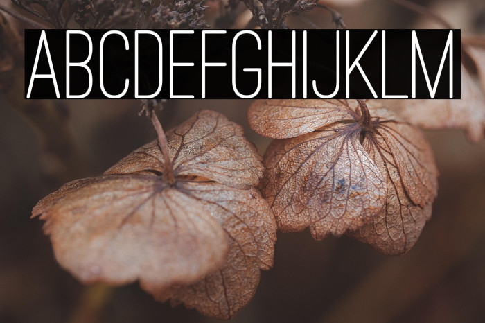 Ostrich Sans Rounded Medium Example 1