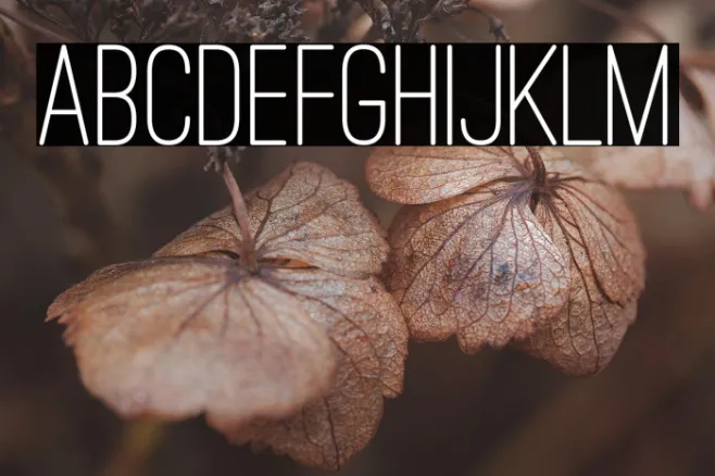 Ostrich Sans Rounded Medium Example 1