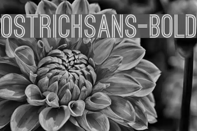 OstrichSans-Bold Font examples