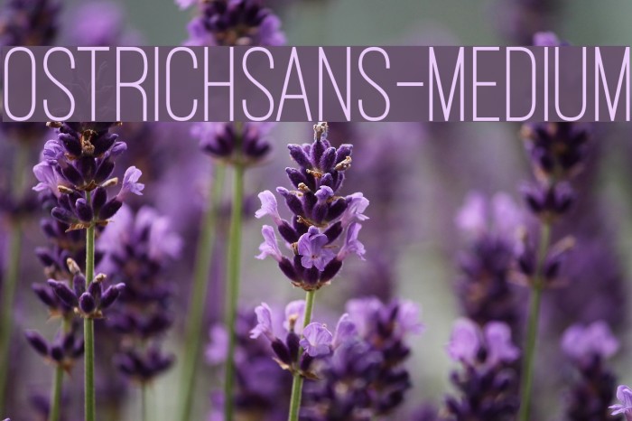 OstrichSans-Medium Example 2