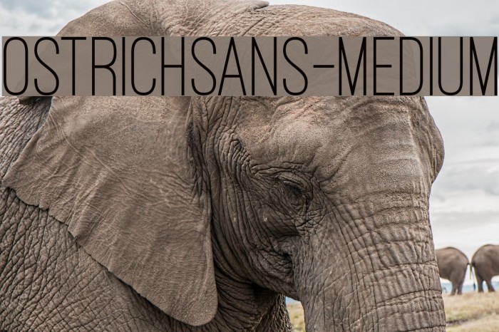 OstrichSans-Medium Example 3