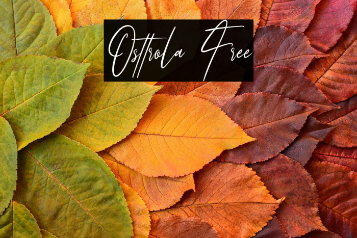 Osttrola Free Example 1