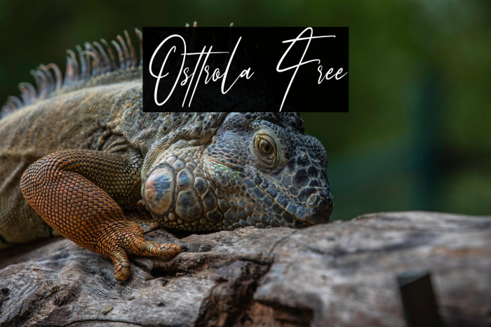 Osttrola Free Example 2