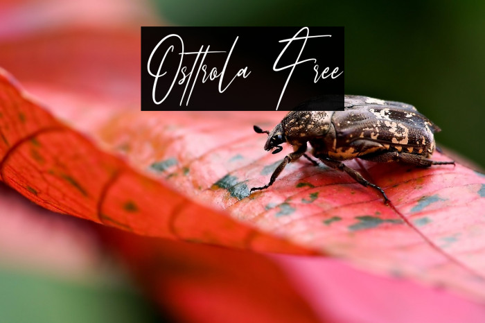 Osttrola Free Example 3