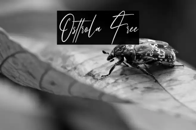 Osttrola Free Font examples