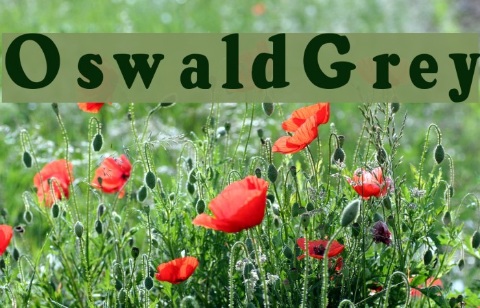 OswaldGrey Font examples