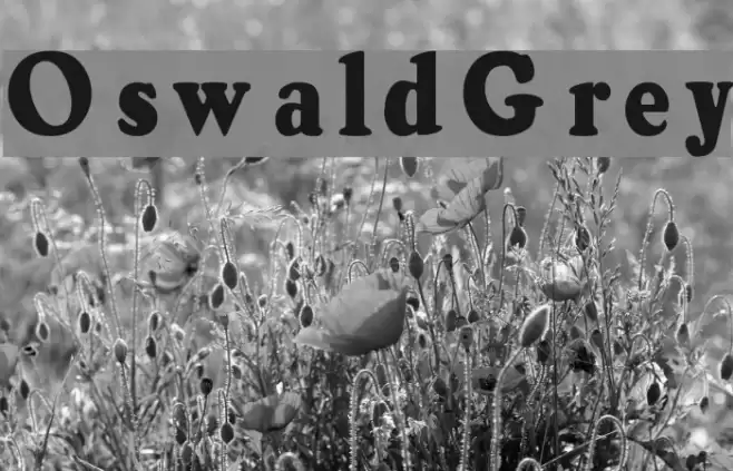 OswaldGrey Шрифта examples