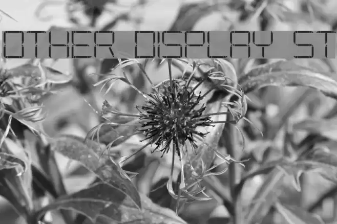Other Display St Font examples