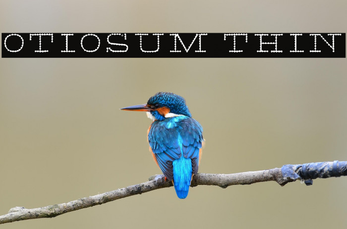 Otiosum Thin Example 2