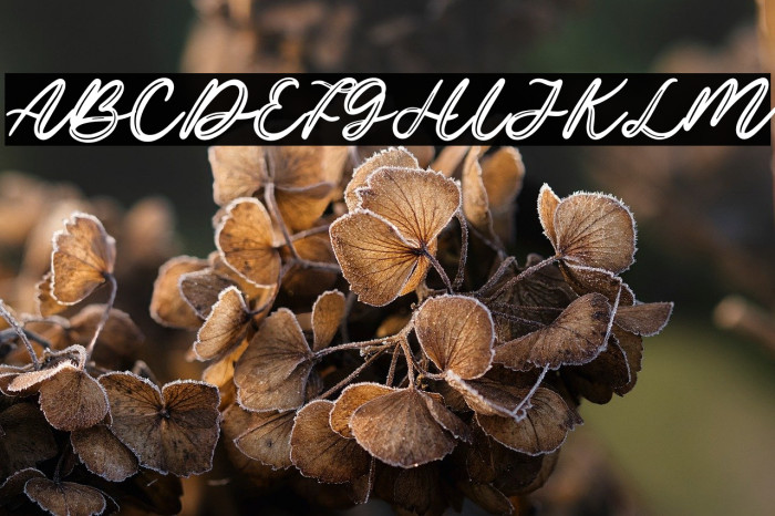 Ottama Demo Example 1