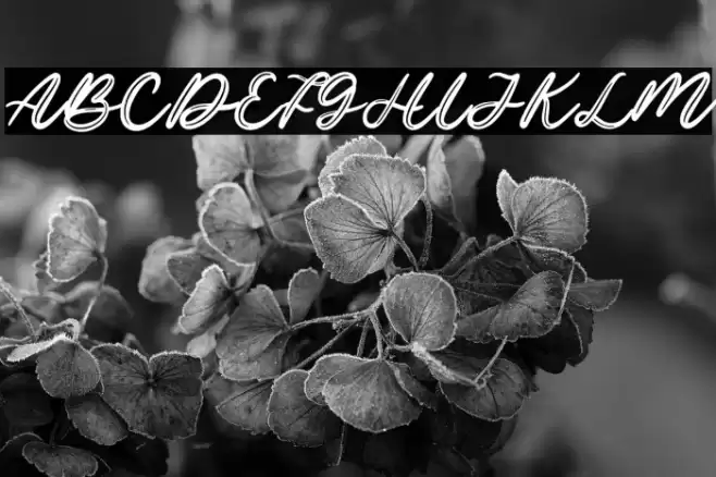 Ottama Demo Font examples