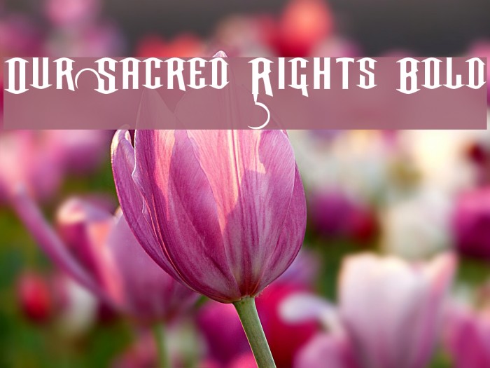 Our Sacred Rights Bold Шрифта examples