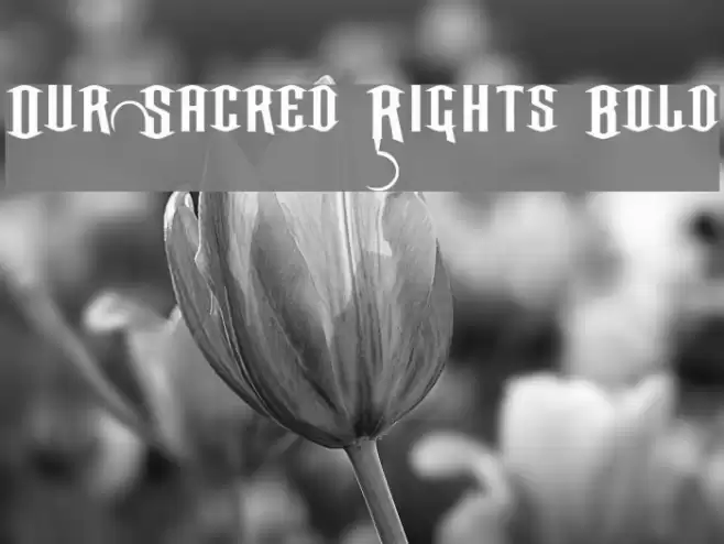 Our Sacred Rights Bold Schriftart examples