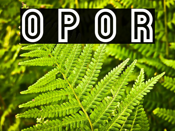 Outfield Pro Outline Regular Example 2