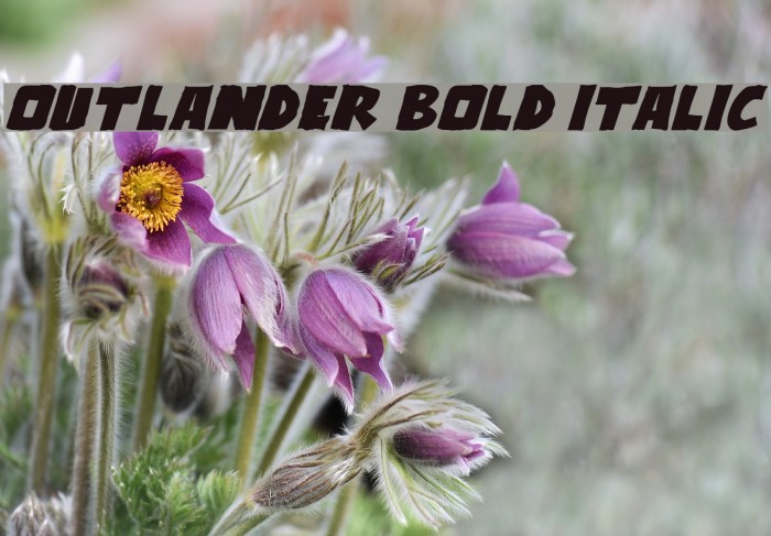 Outlander Bold Italic Font examples