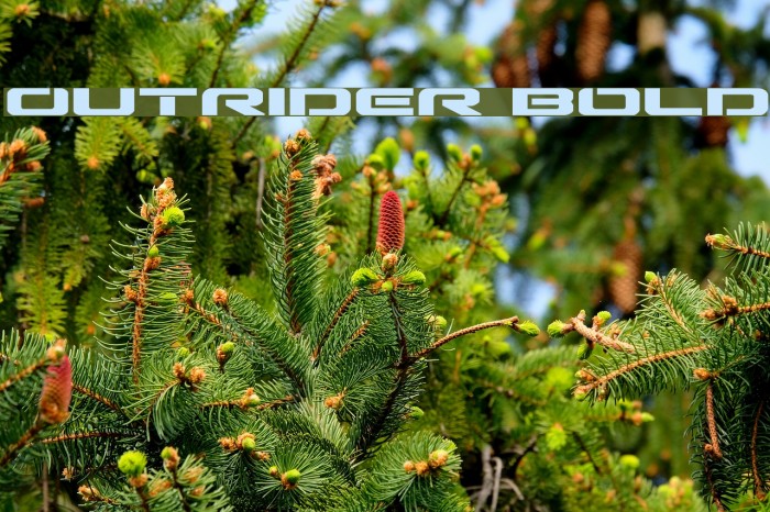 Outrider Bold Example 2