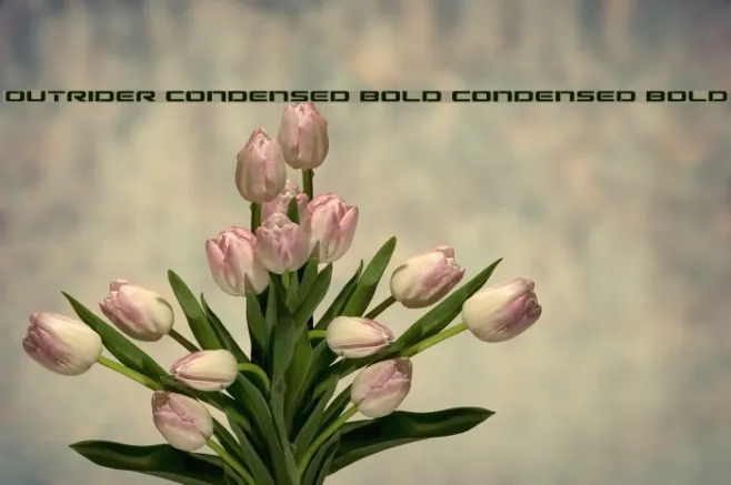 Outrider Condensed Bold Condensed Bold Example 1