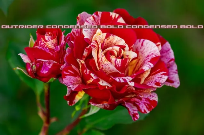 Outrider Condensed Bold Condensed Bold Example 3