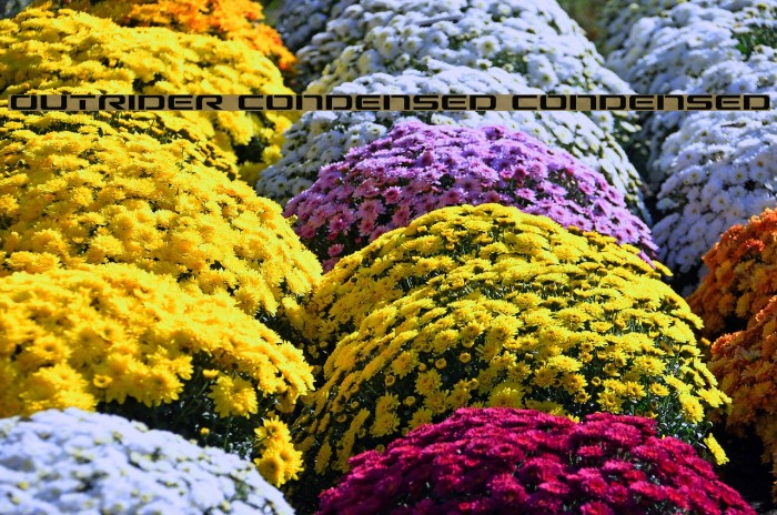 Outrider Condensed Condensed Example 1