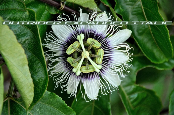 Outrider Expanded Italic Example 2