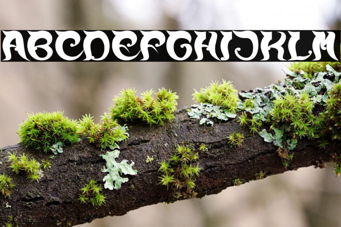 OVER THE MOUNTAIN Bold Example 1