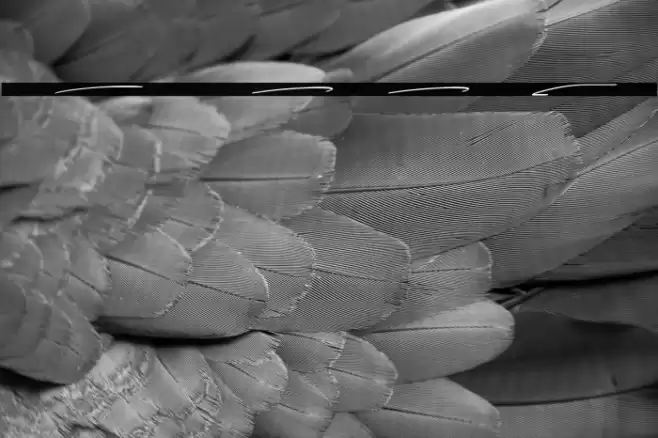 Over Thingking Swash Font examples