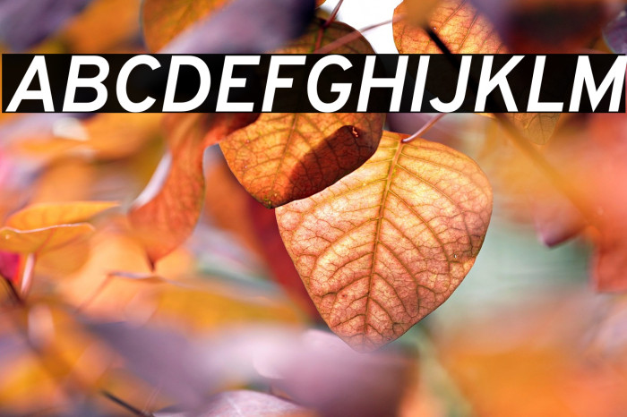 Overpass Bold Italic Example 2