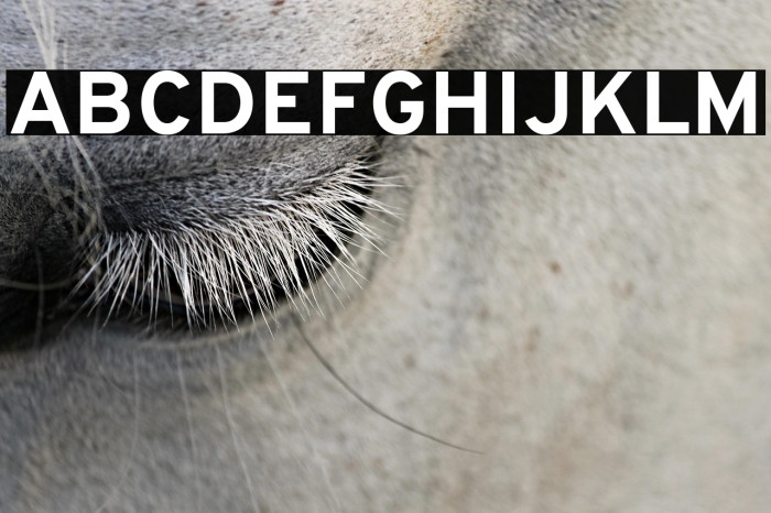 Overpass Bold Example 1